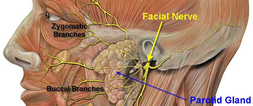 bell's palsy patient information