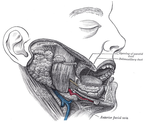 Ent Glands