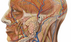 Vascular Anatomy of the Neck
