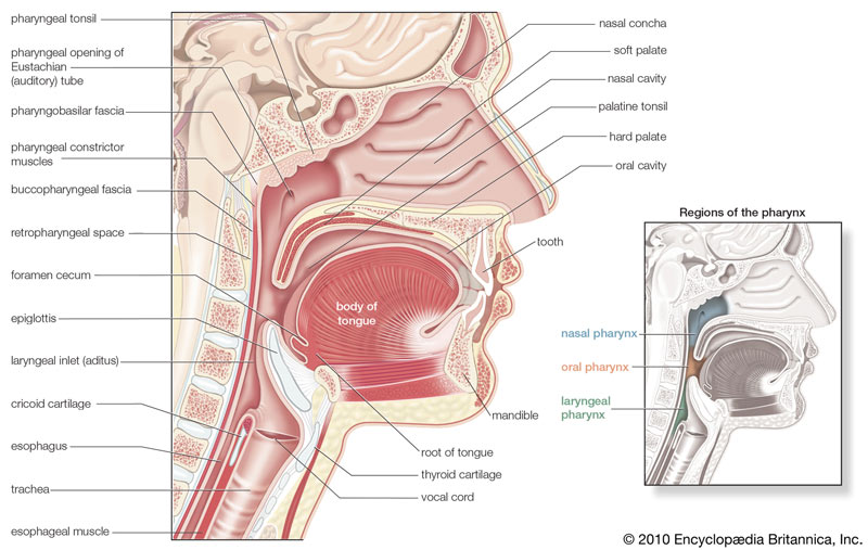 Throat Cancer - ENT Clinic diagram of respiratory system nose 