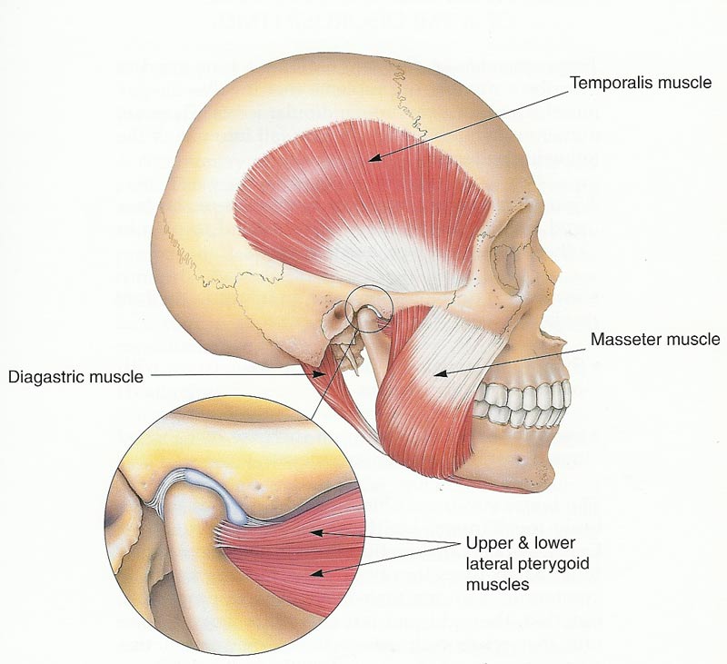 Sudden Ear Ringing And Pain Sudden Ear Ringing And Pain